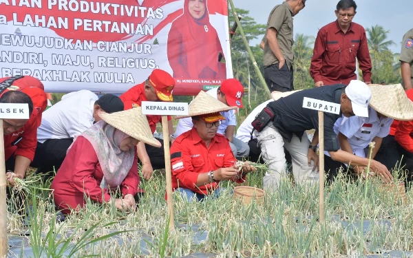 Thumbnail Berita - Lampaui Target, Bupati Cianjur Panen Perdana Bawang Merah di Cijati