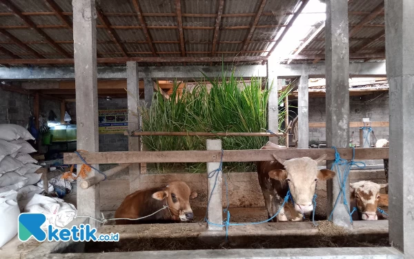 Thumbnail Berita - Kandang Lembu Langgeng Pangestu Farm Sleman Cocok Jadi Rujukan Pencari Sapi Kurban