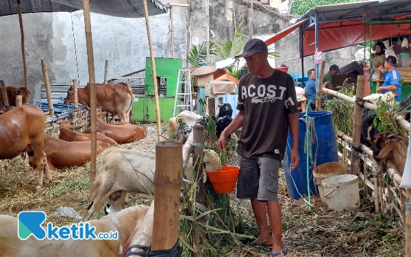 Thumbnail Berita - Masih Stabil, Harga Hewan Ternak untuk Idul Adha