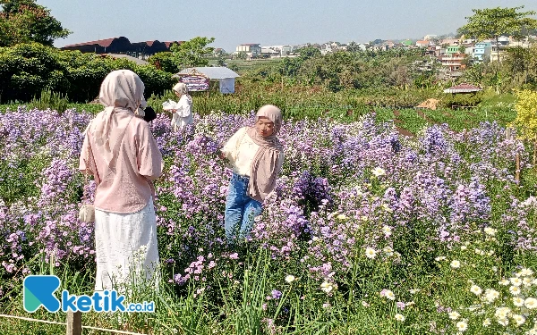 Thumbnail Berita - Viral! Spot Bunga di Pandanrejo Kota Batu Diserbu Pengunjung