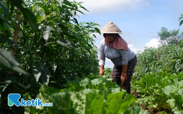 Harga Cabai Turun Drastis, Petani di Pagaralam Histeris