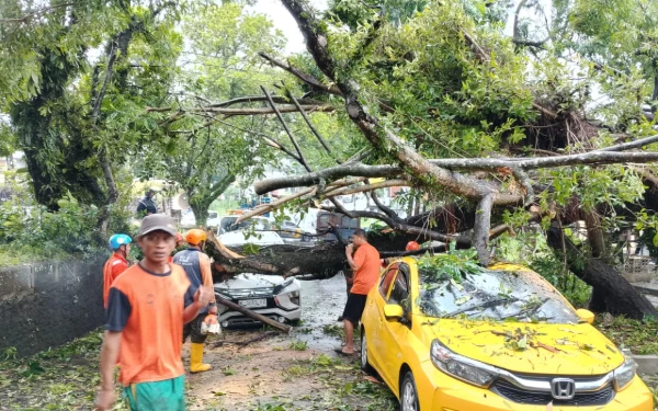 Thumbnail Berita - Warga Kota Malang Alami Kerugian Akibat Pohon Tumbang Bisa Klaim Asuransi