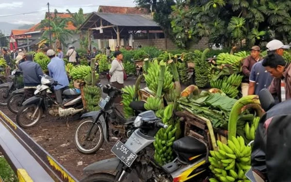 Thumbnail Berita - Suplay Melimpah, Harga Pisang di Lumajang Anjlok