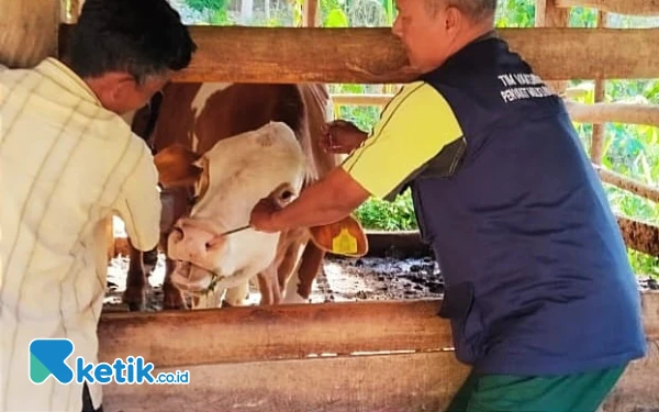 Thumbnail Berita - Penularan PMK Tewaskan 8 Sapi di Pacitan: Peternak Harus Lakukan Apa?