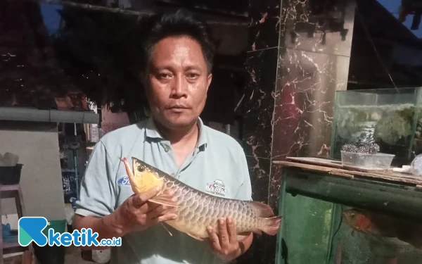 Thumbnail Berita - Ikan Arowana Seharga Rp 20 Juta Mati Akibat Sering Padam Listrik, PLN ULP Ketapang Bakal Dilaporkan