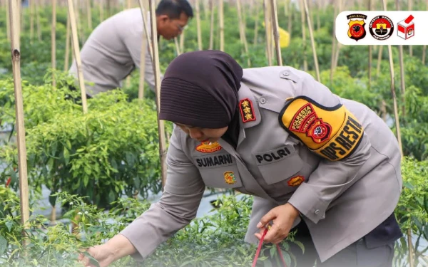 Thumbnail Berita - Wujudkan Ketahanan Pangan, Polres Cirebon akan Tanam Jagung di 5 Hektare Lahan Pasaleman