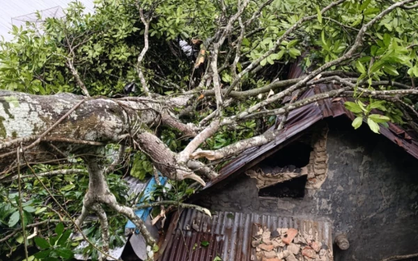 Thumbnail Berita - Tertimpa Pohon Tumbang, Dua Unit Rumah di Lebakbarang Pekalongan Rusak