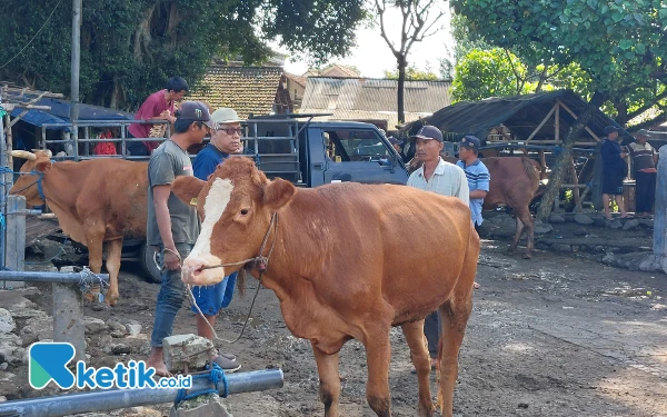 Thumbnail Berita - Temukan 3 Sapi Positif PMK Saat Sidak Pasar Hewan, DKPP Kabupaten Kediri Terpaksa Potong Paksa Satu Ekor