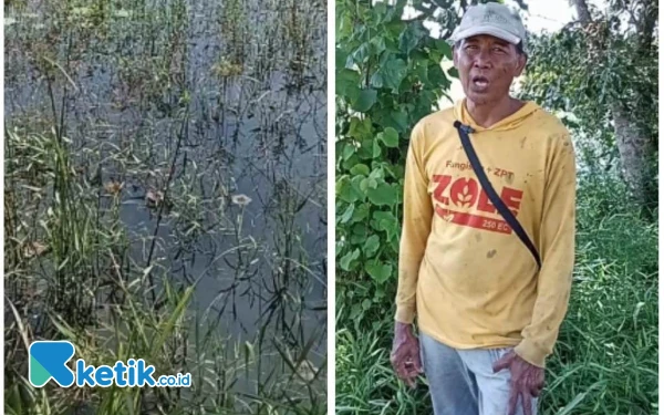 Thumbnail Berita - Selalu Tergenang Air, Petani Sekitar Tambak Udang Hanya Bisa Tanam Setahun Sekali di Yosowilangun Lumajang